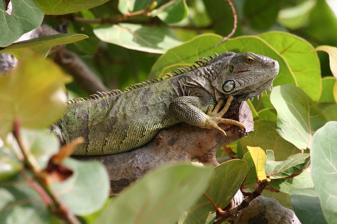 iguana west indies green free photo