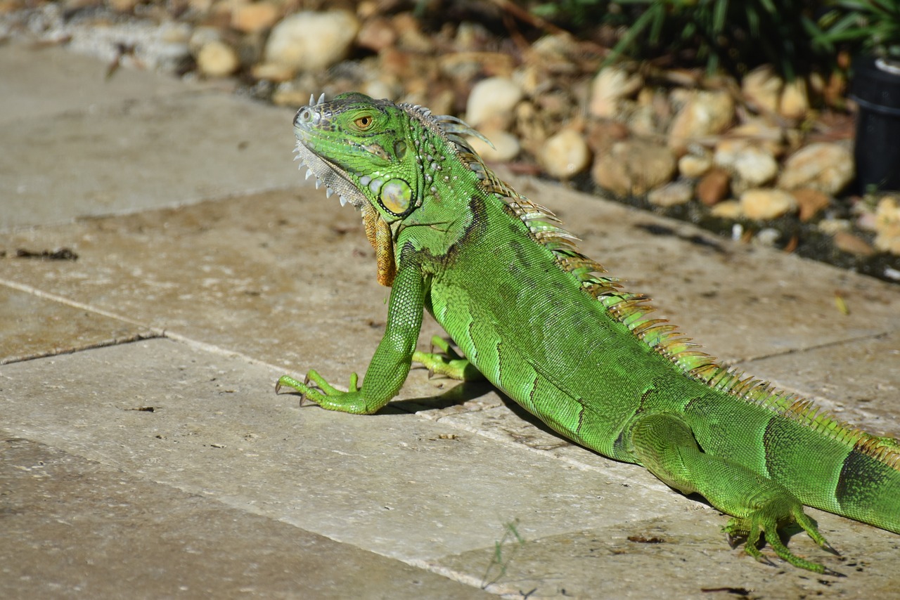 iguana lizard wildlife free photo