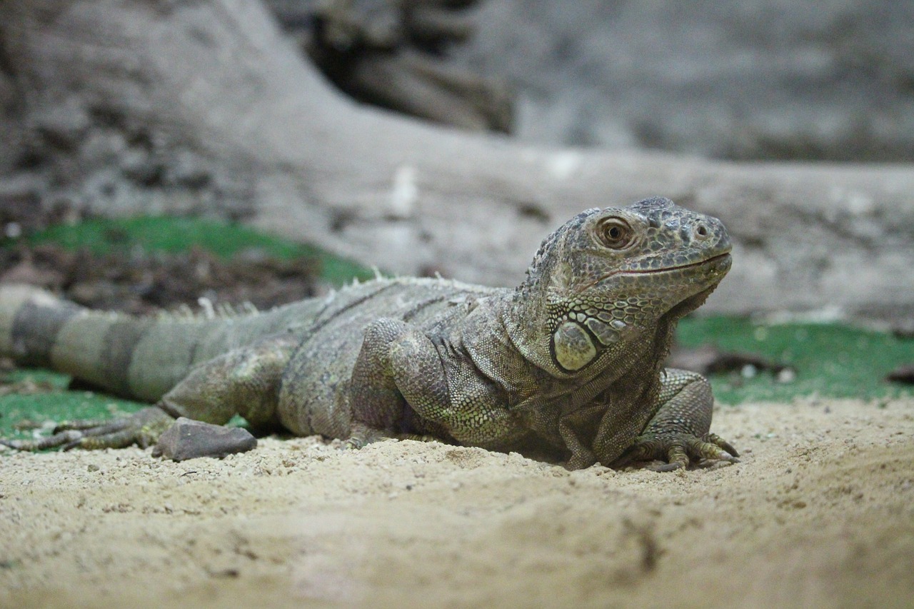 iguana rest zoo free photo