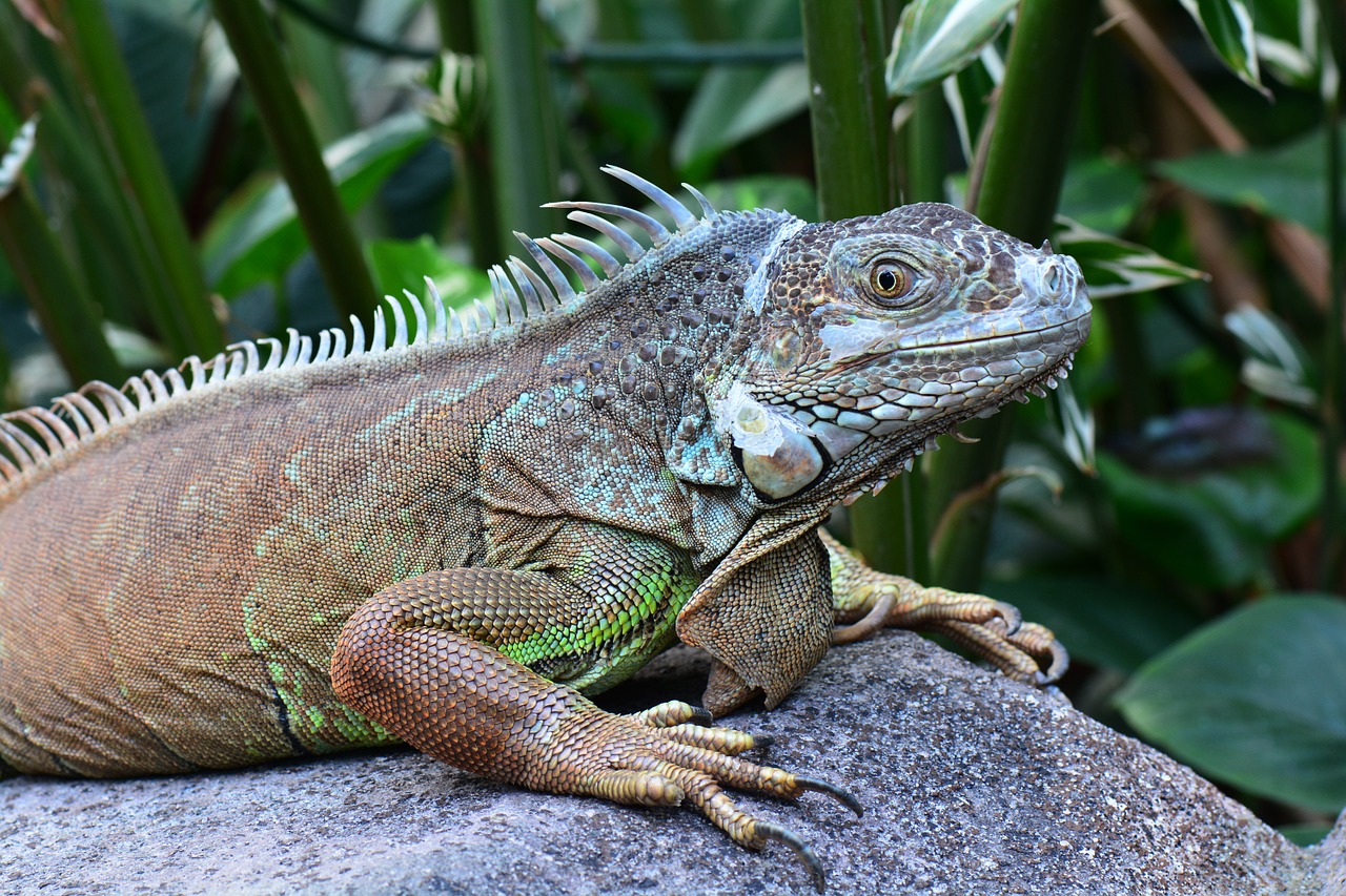iguana posing sunning free photo