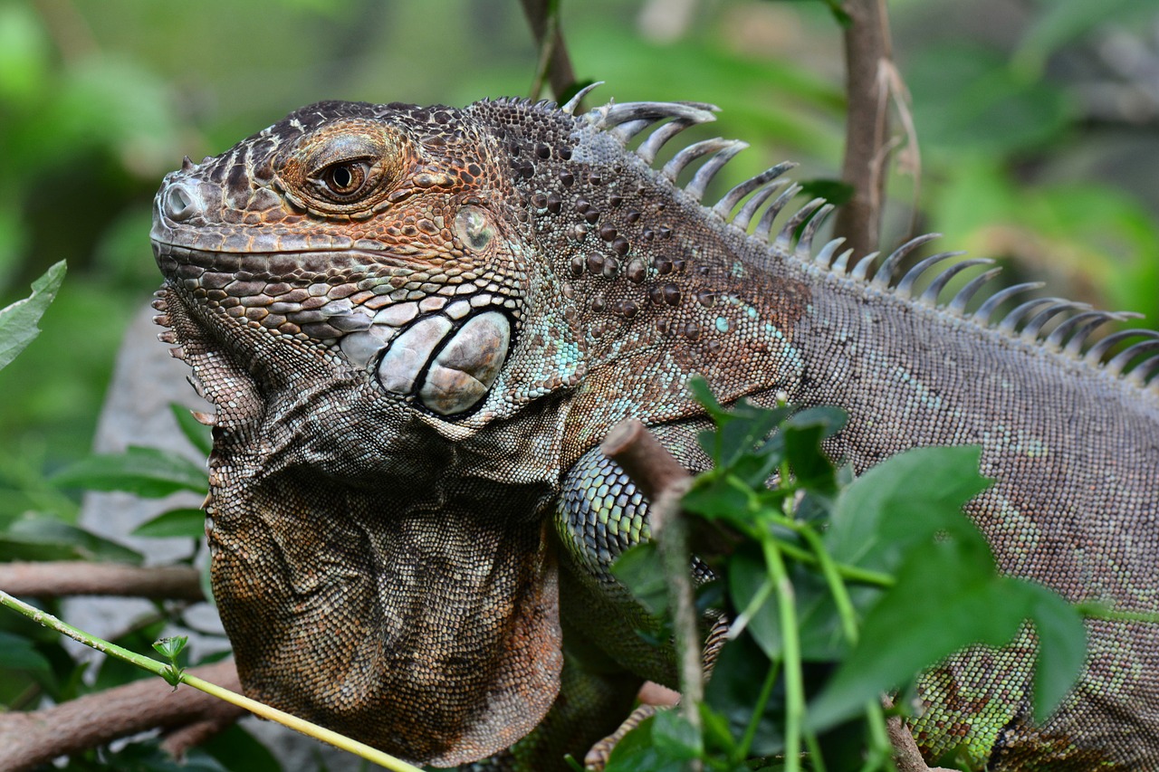 iguana posing portrait free photo
