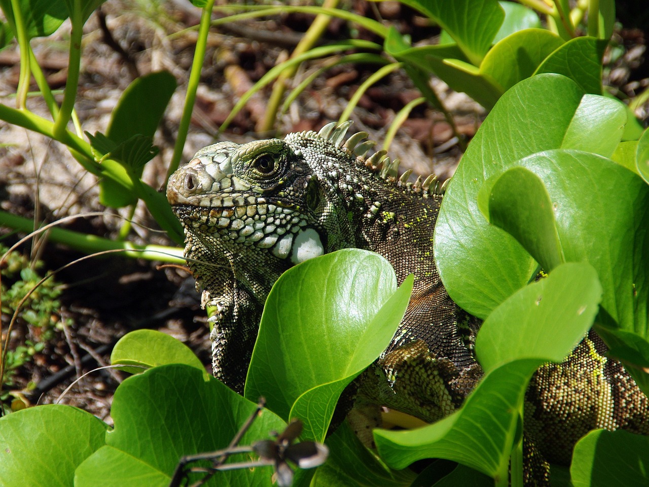 iguana reptile wild free photo