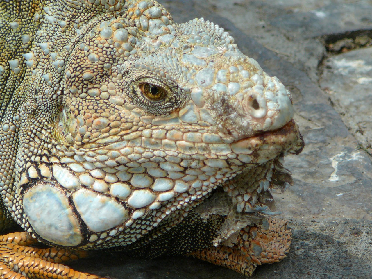 iguana nature animals free photo