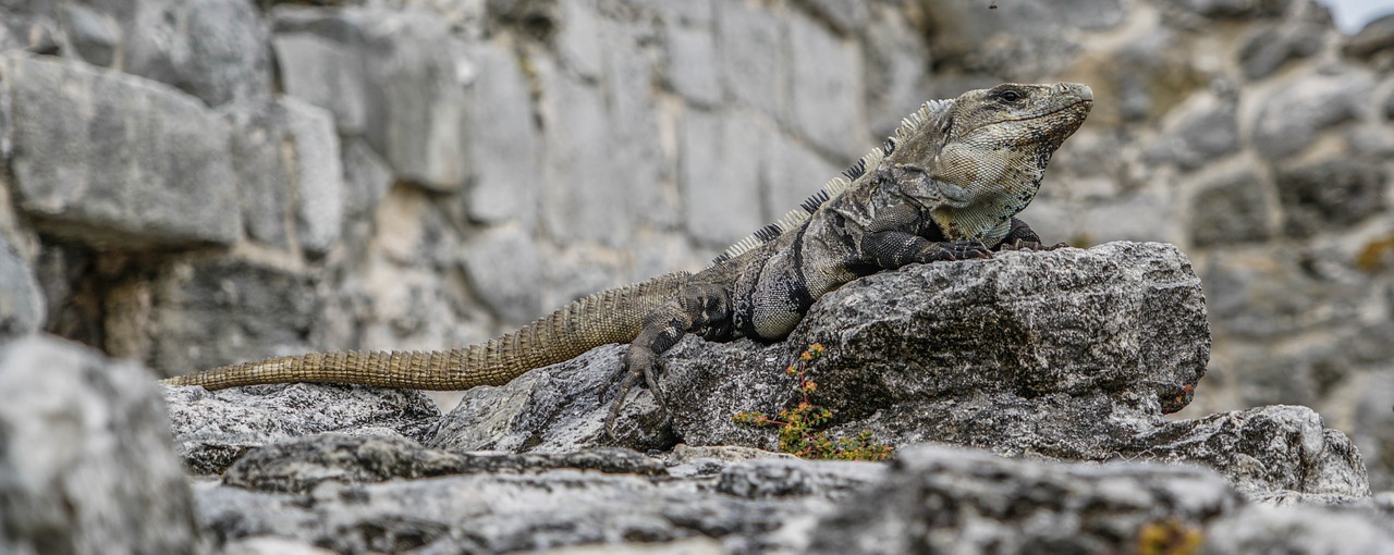 iguana lizards tropical free photo