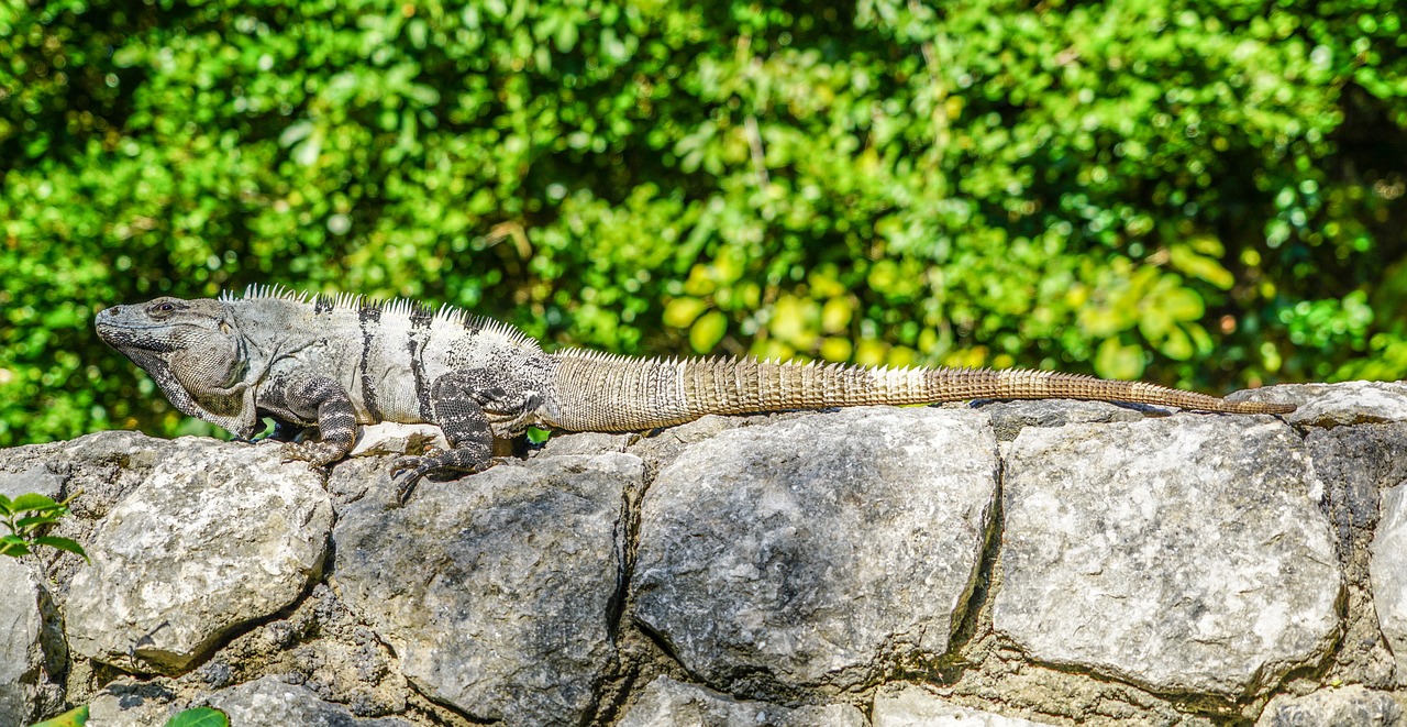 iguana reptile nature free photo