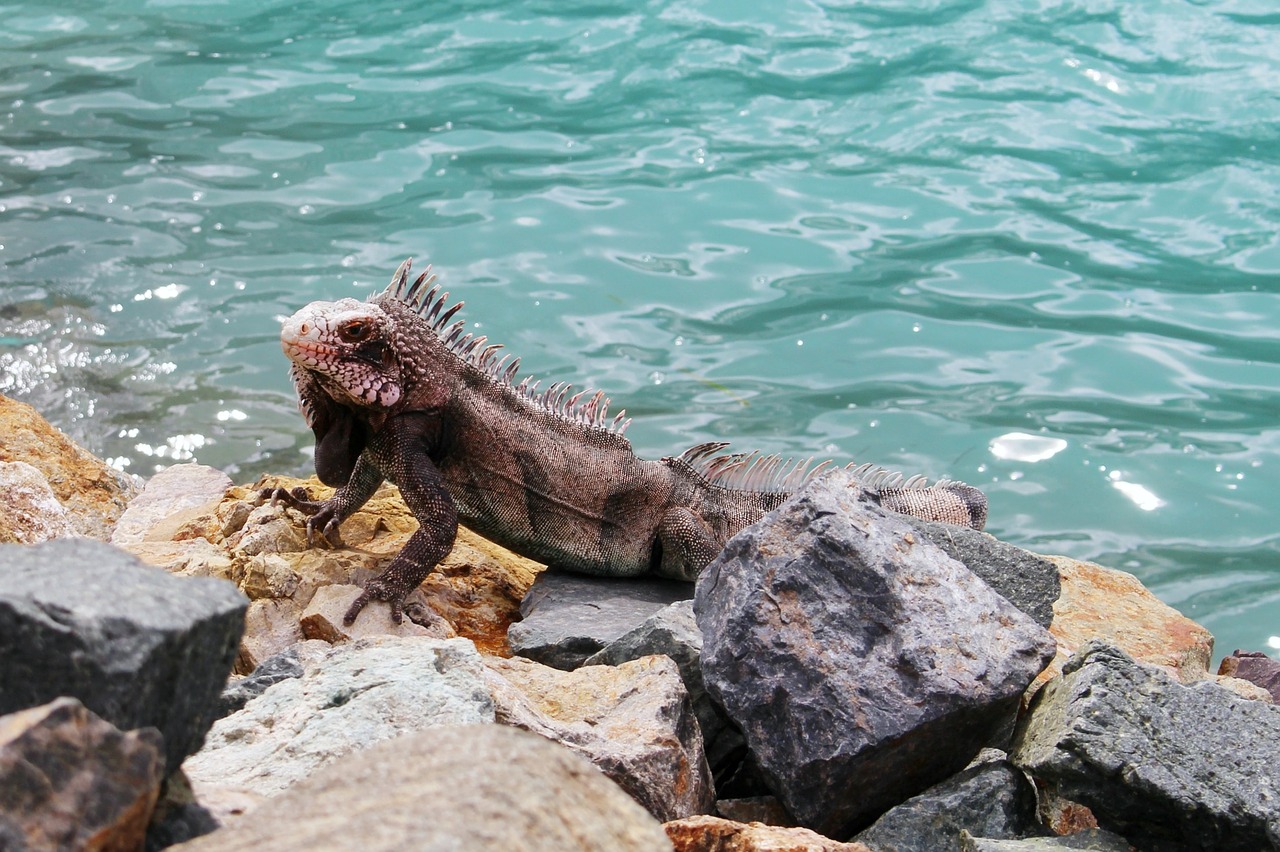 iguana animal lizard free photo