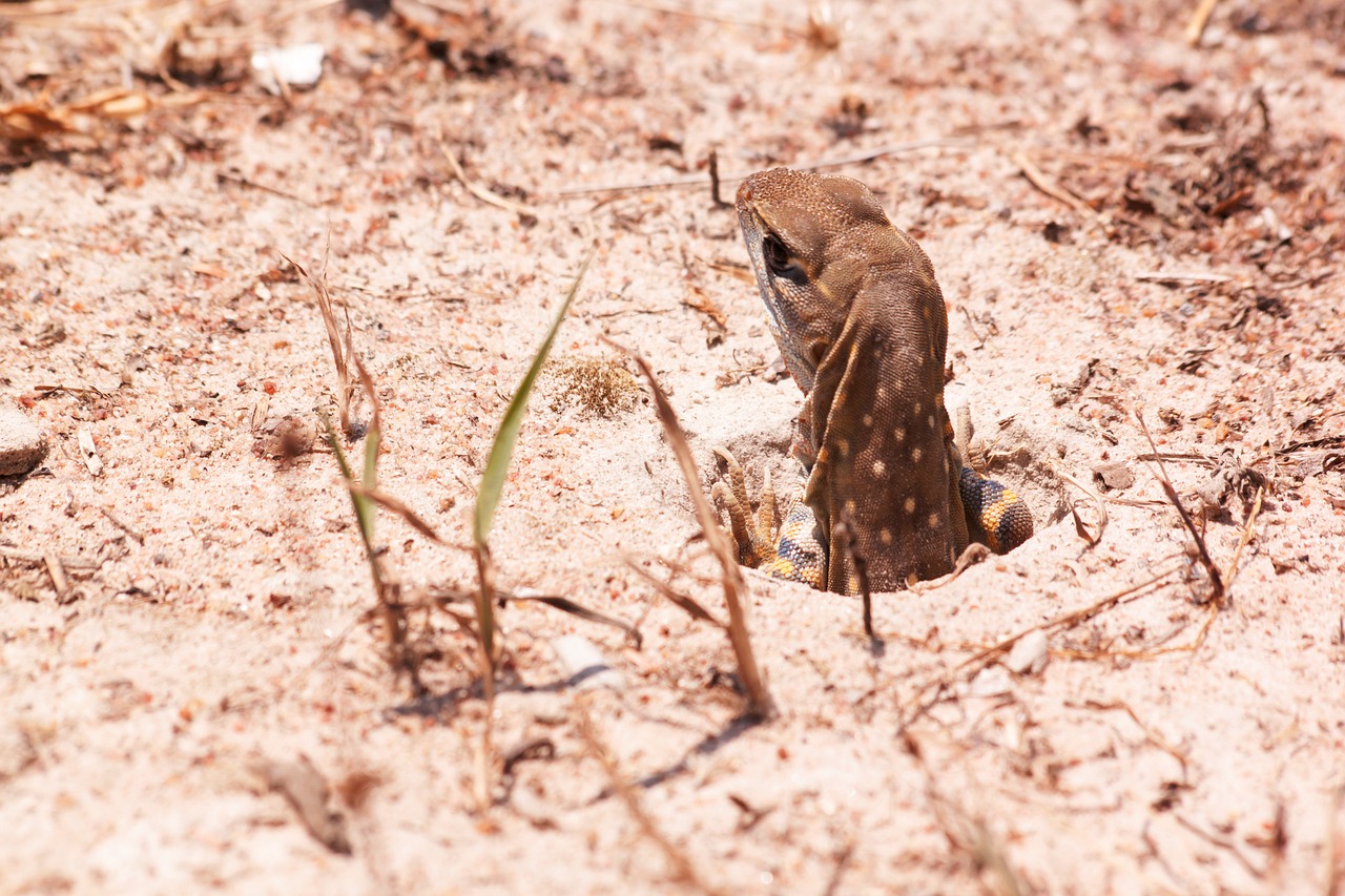 iguana chameleon reptile free photo