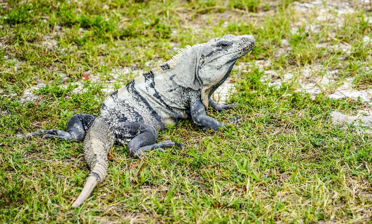 iguana lizard reptile free photo
