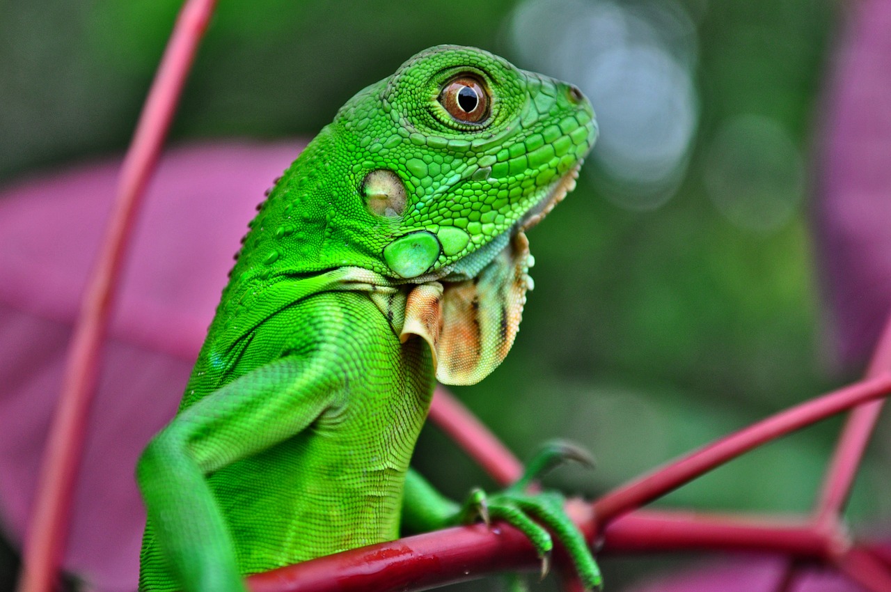 iguana reptile green free photo