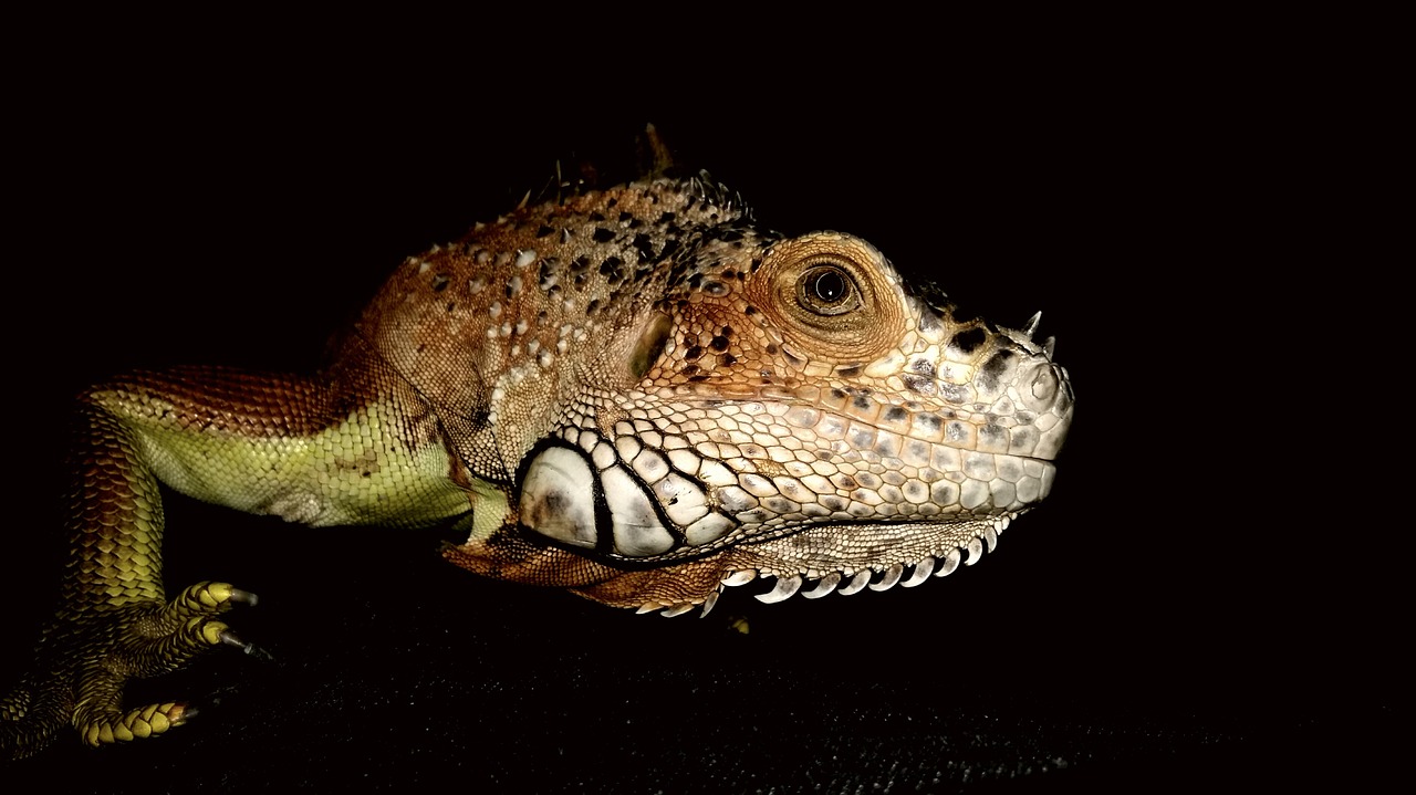 iguana reptile eye free photo