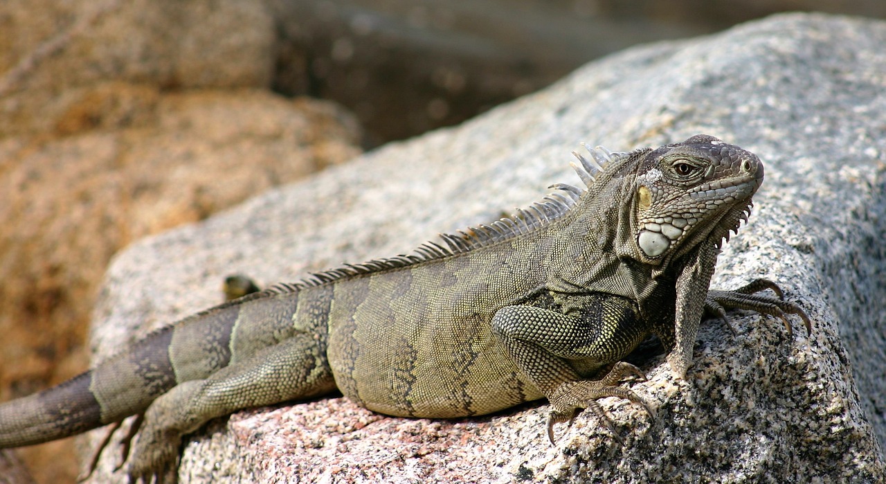 iguana lizard reptile free photo