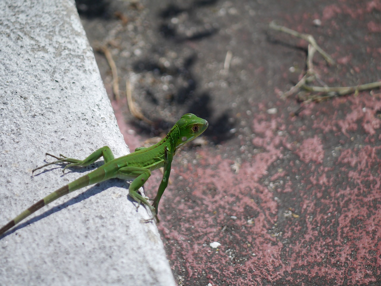 iguana green lizard free photo