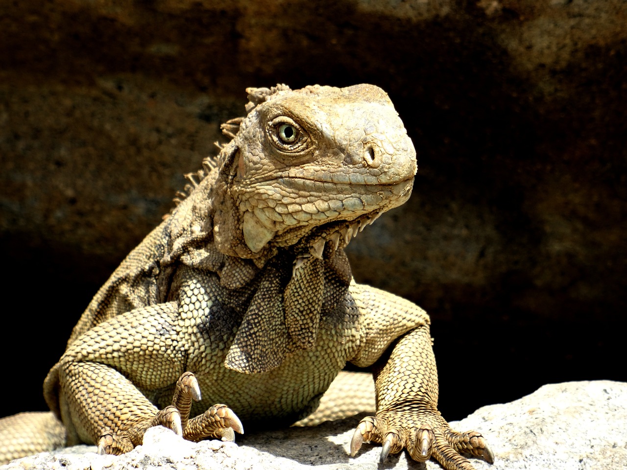 iguana caribbean reptile free photo