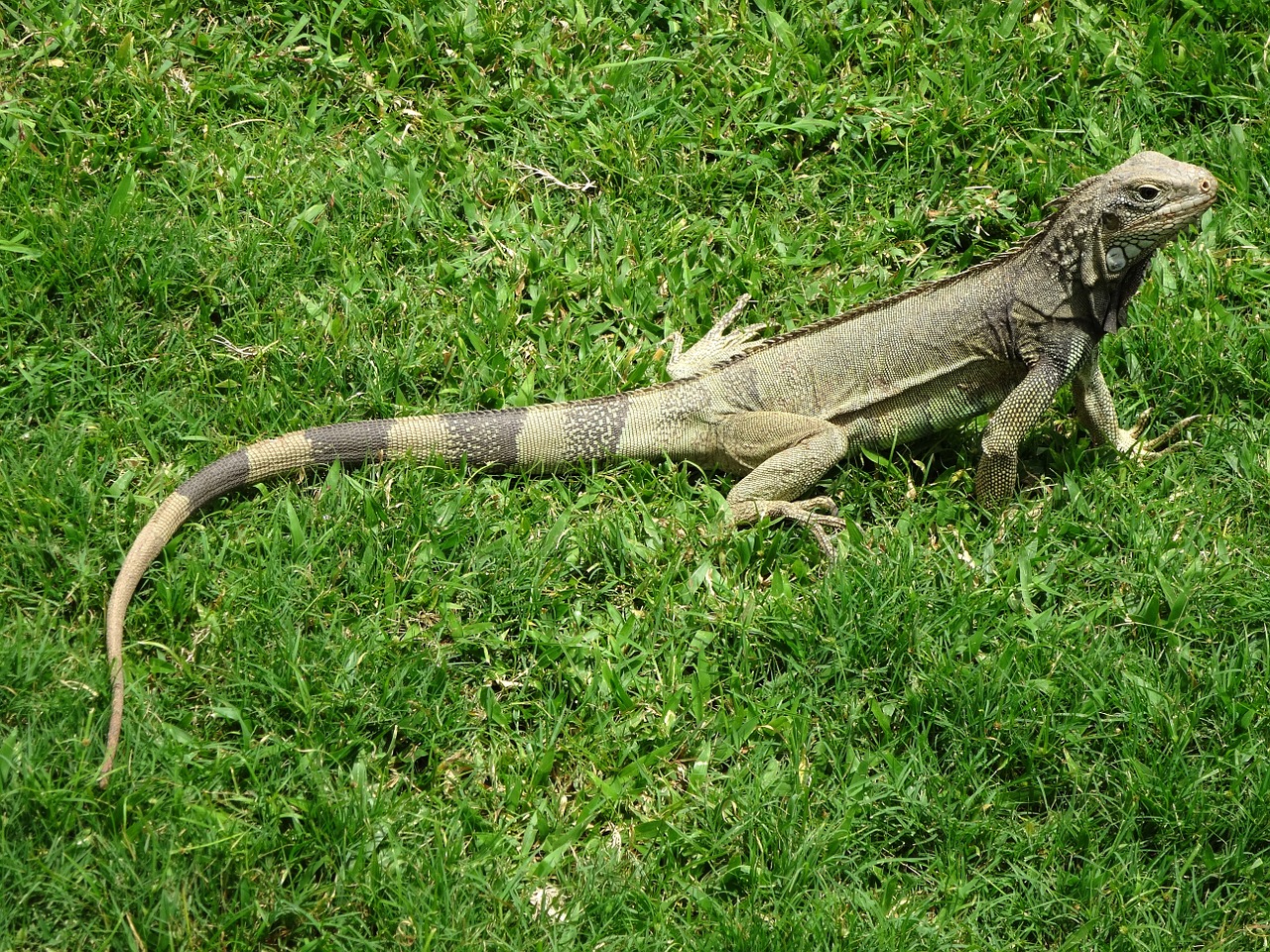 iguana caribbean reptile free photo