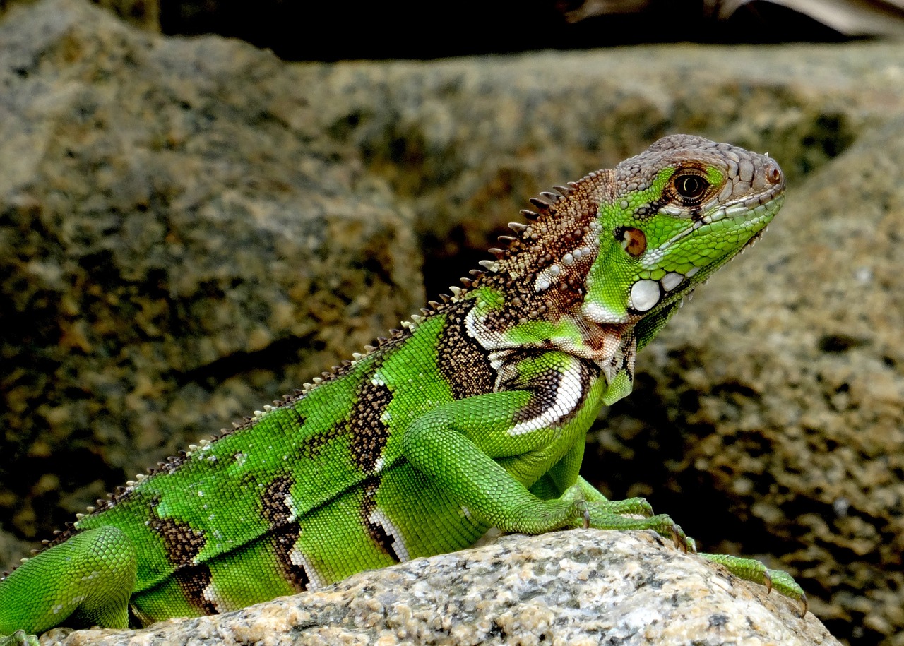iguana caribbean green free photo