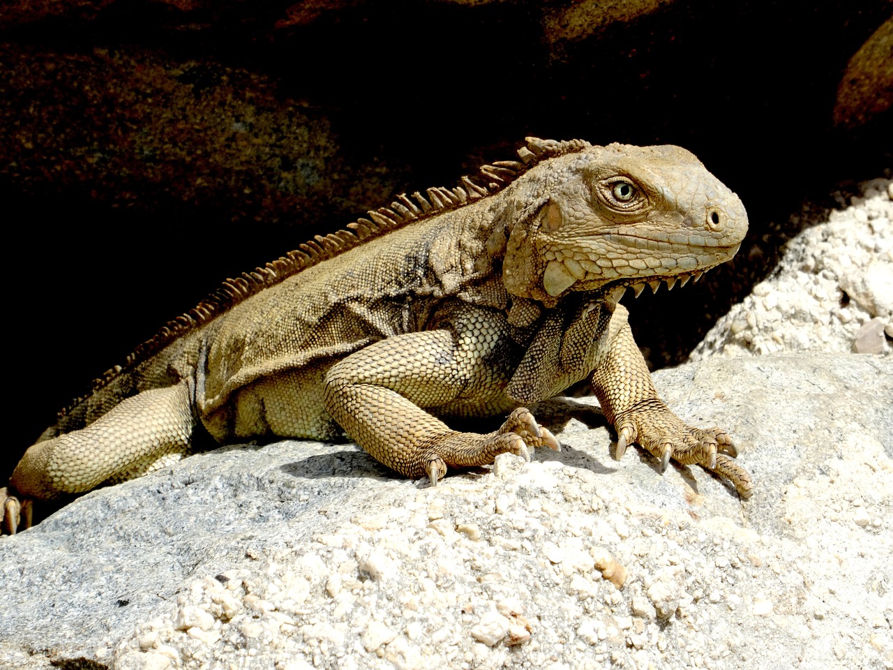 iguana caribbean reptile free photo