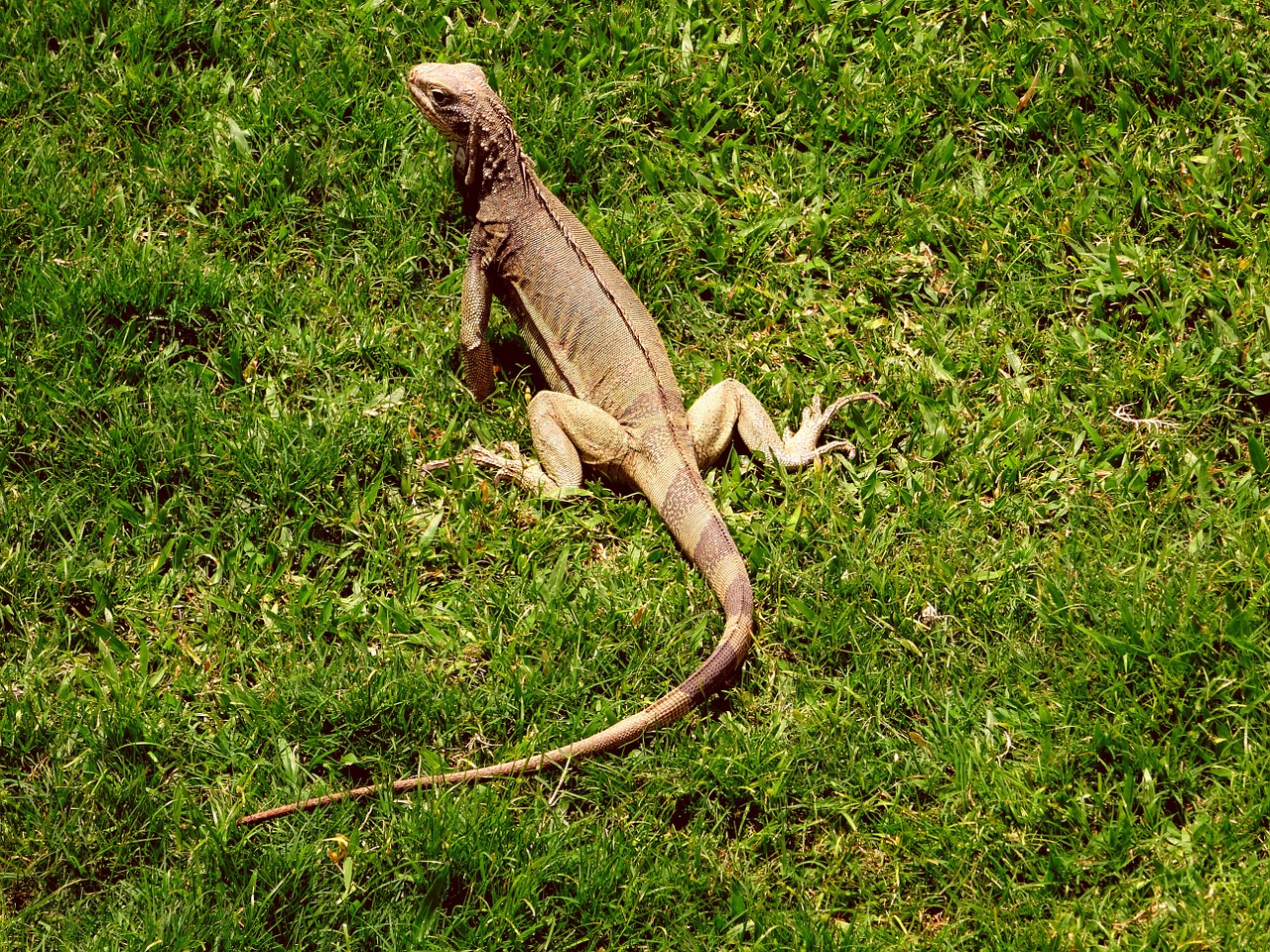 iguana caribbean reptile free photo