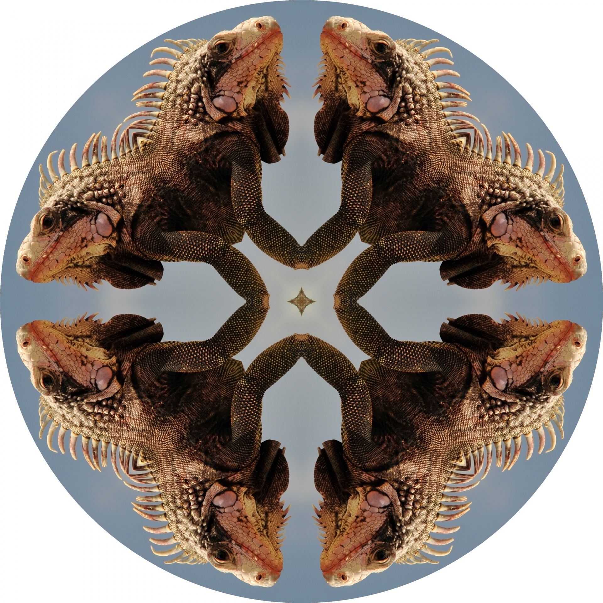 iguana kaleidoscope circle free photo