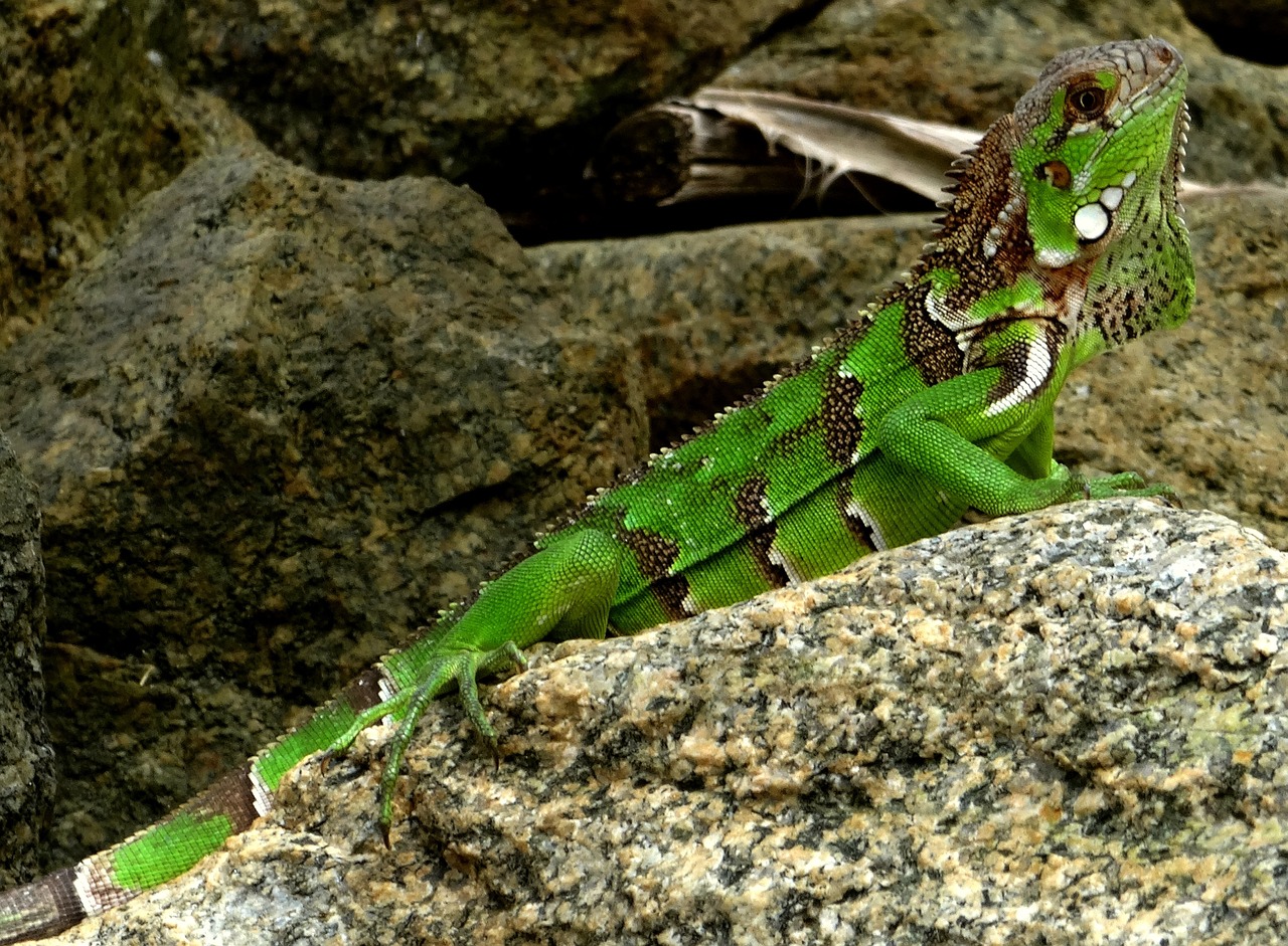 iguana caribbean green free photo