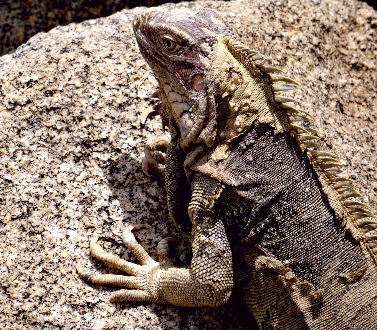 iguana caribbean reptile free photo