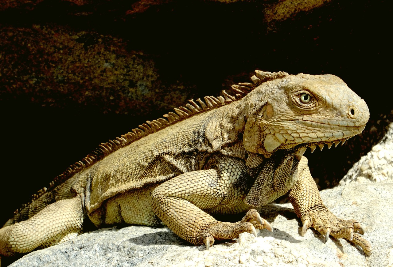 iguana caribbean reptile free photo