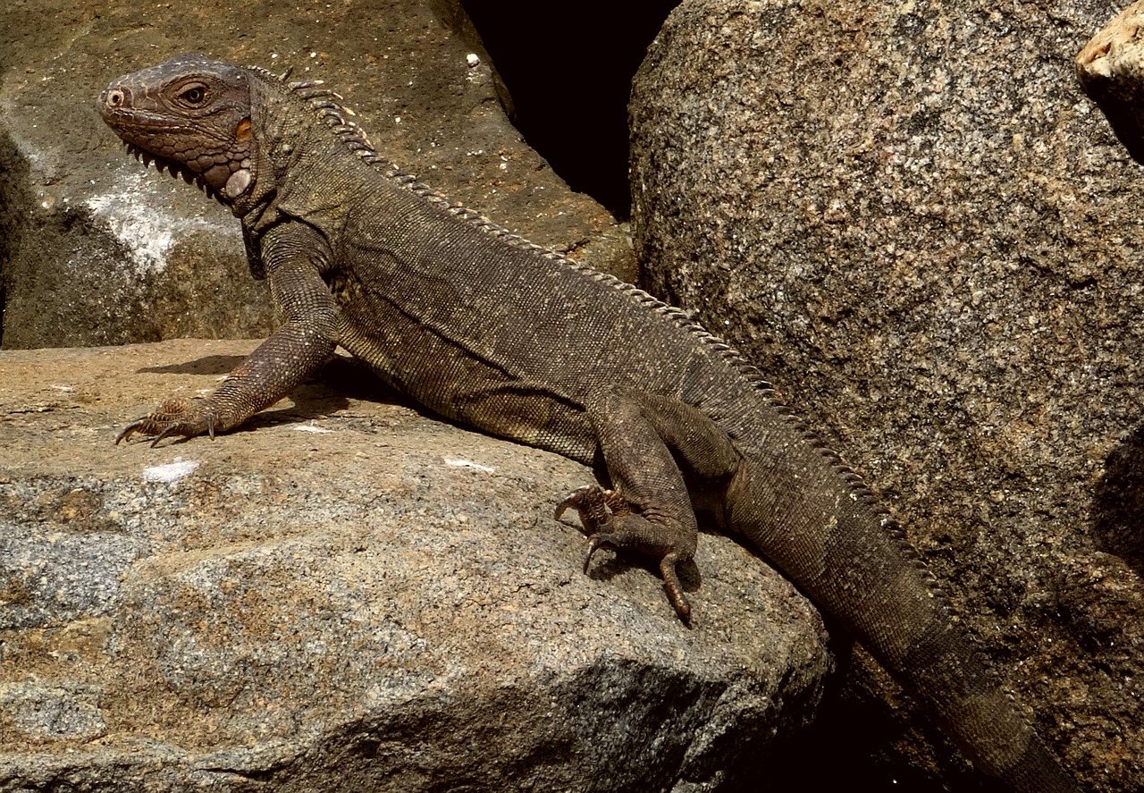 iguana caribbean reptile free photo