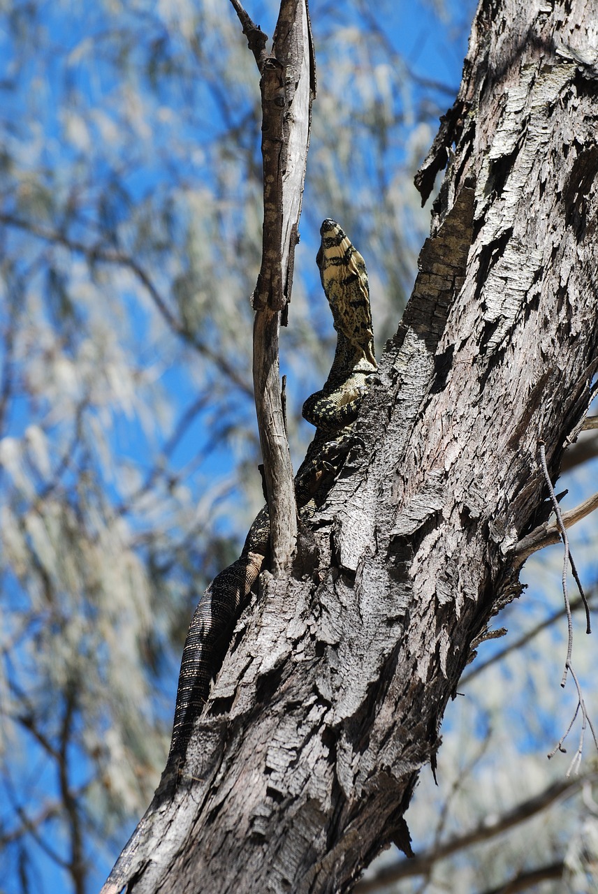 iguana tree animal free photo