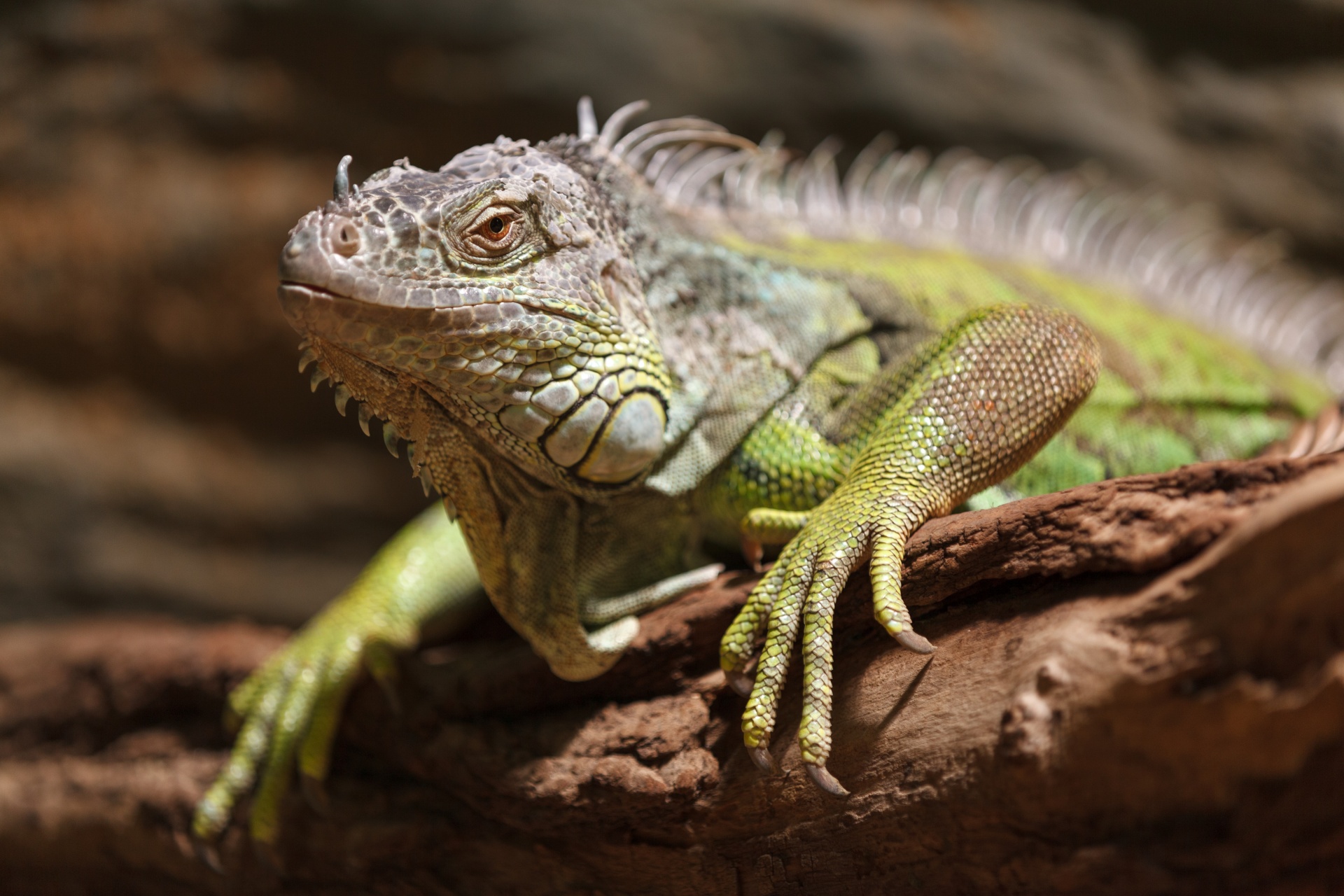 animal dragon iguana free photo