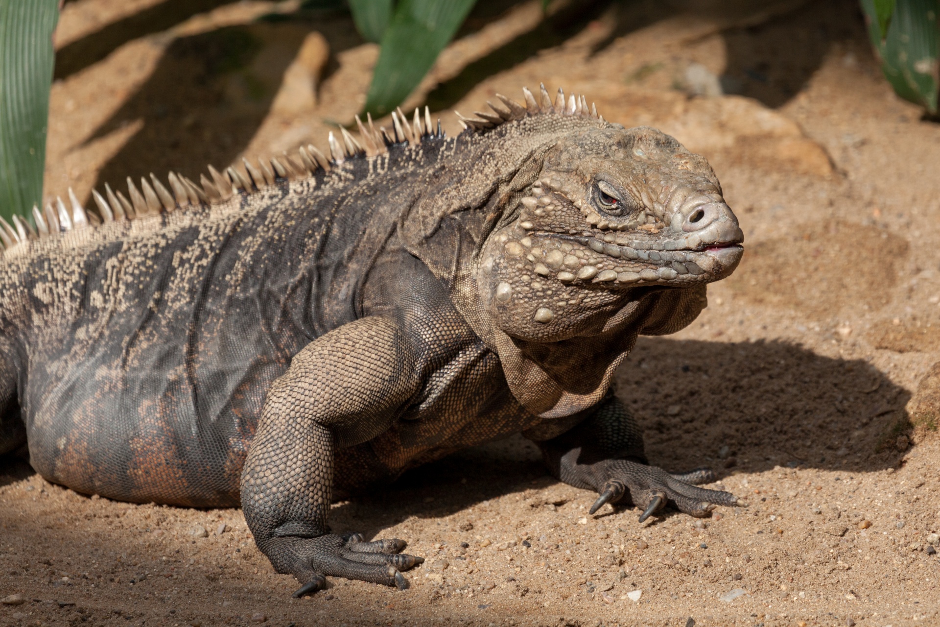 animal dragon iguana free photo