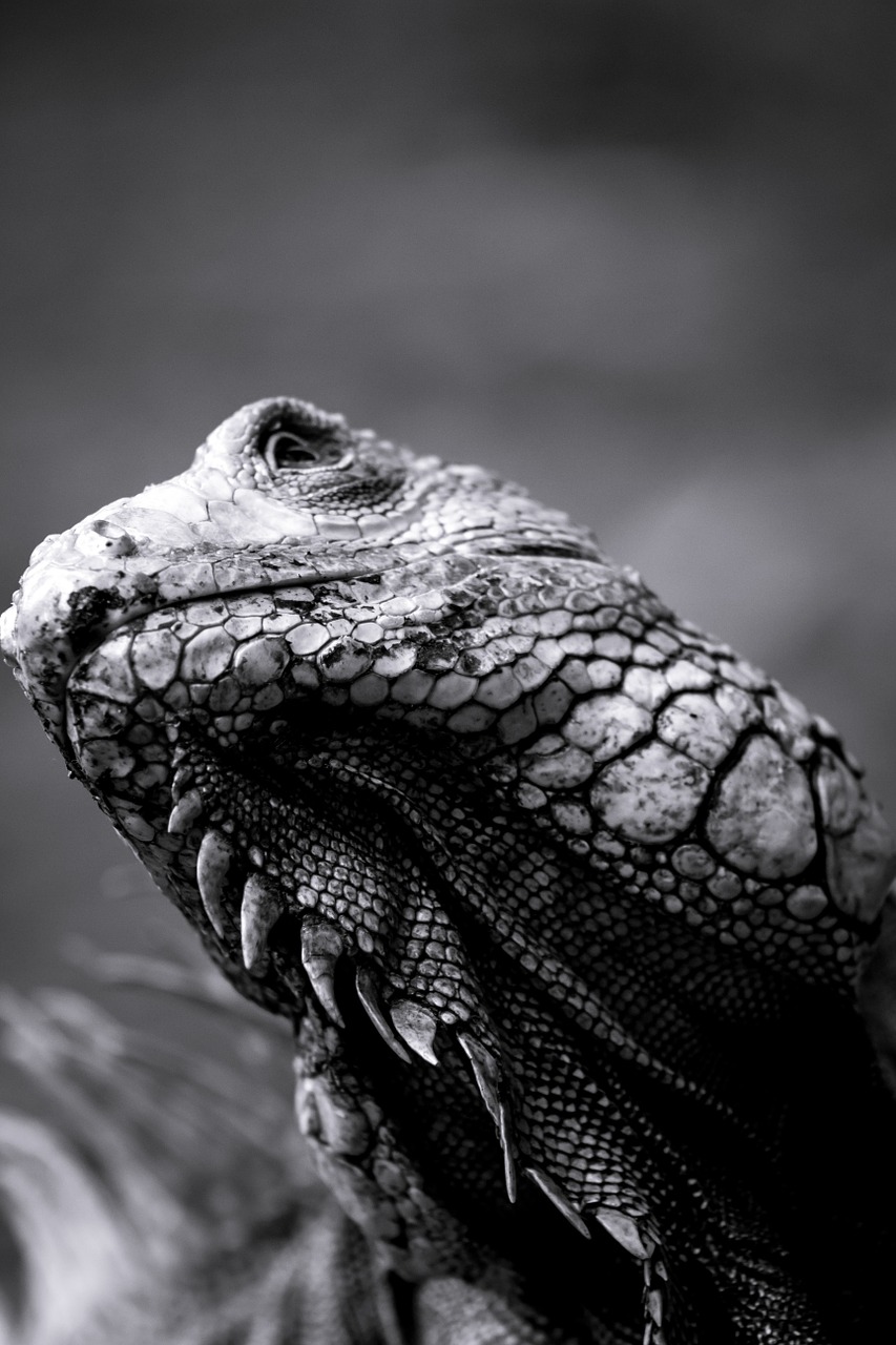 iguana animal reptíl free photo