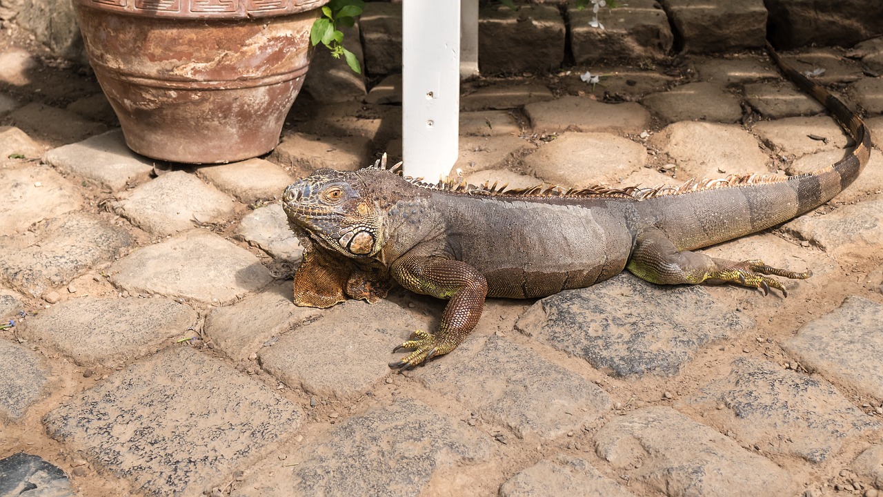 iguana lizard reptile free photo