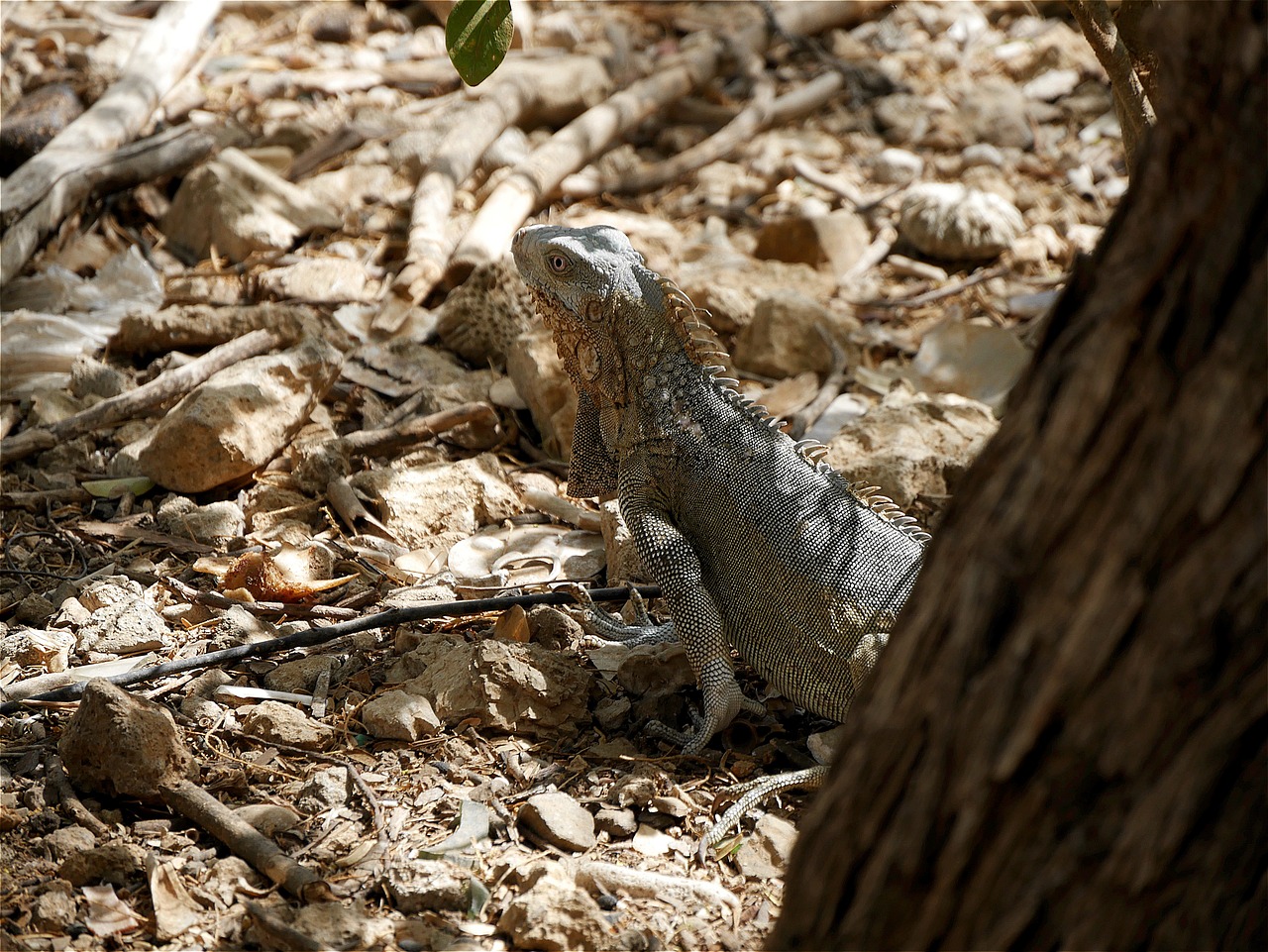 iguana reptile abc islands free photo