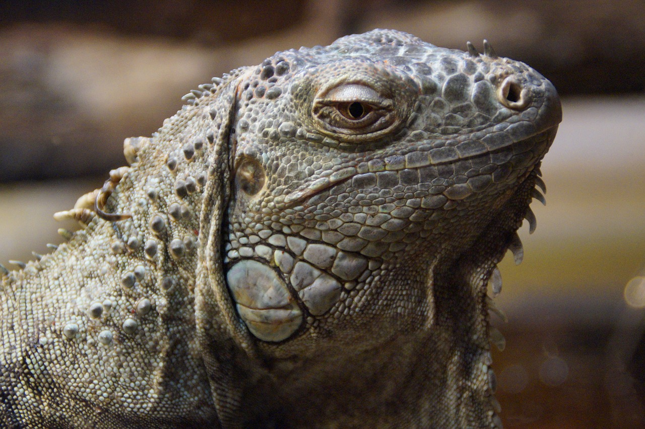 iguana dragon close free photo