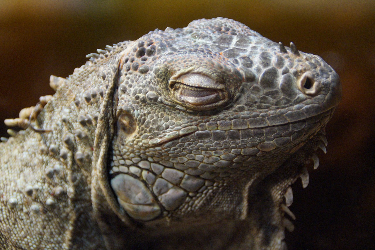 iguana dragon close free photo