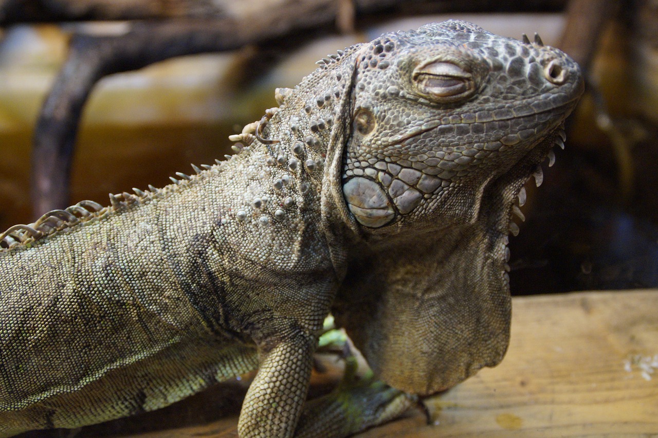 iguana dragon close free photo