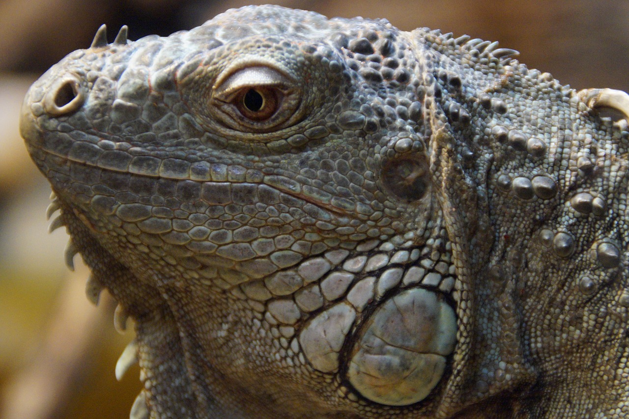 iguana face portrait free photo