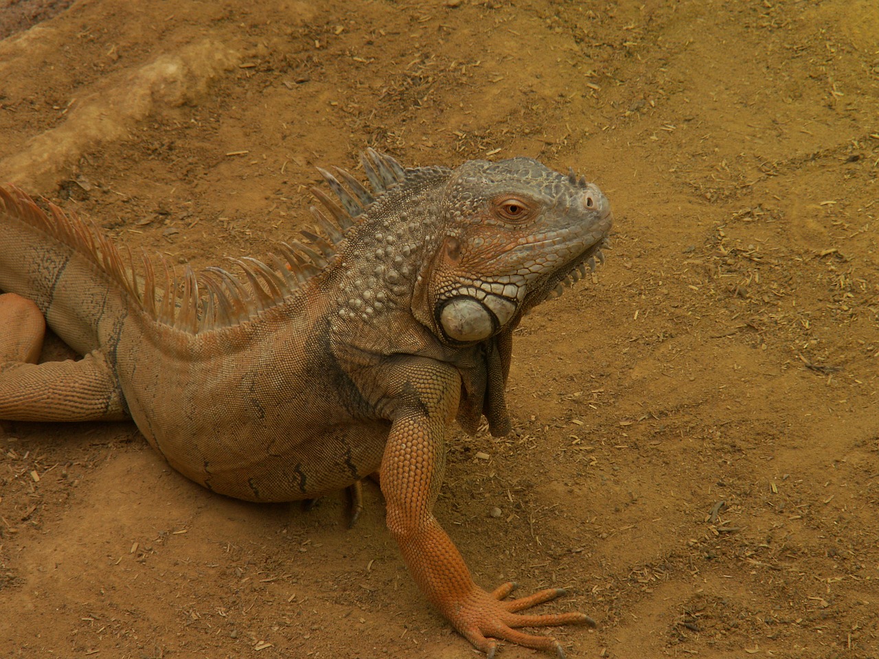 iguana desert zoo free photo