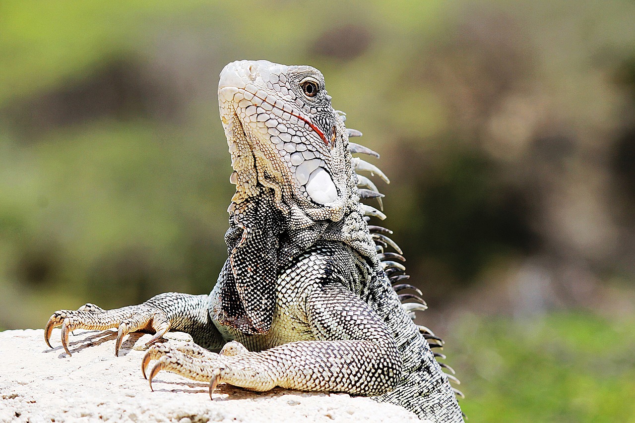 iguana curaçao nature free photo