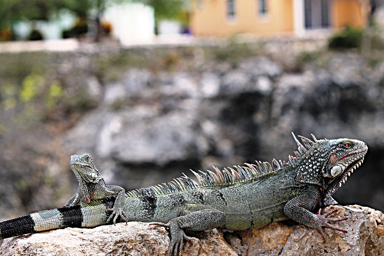 iguana curaçao nature free photo