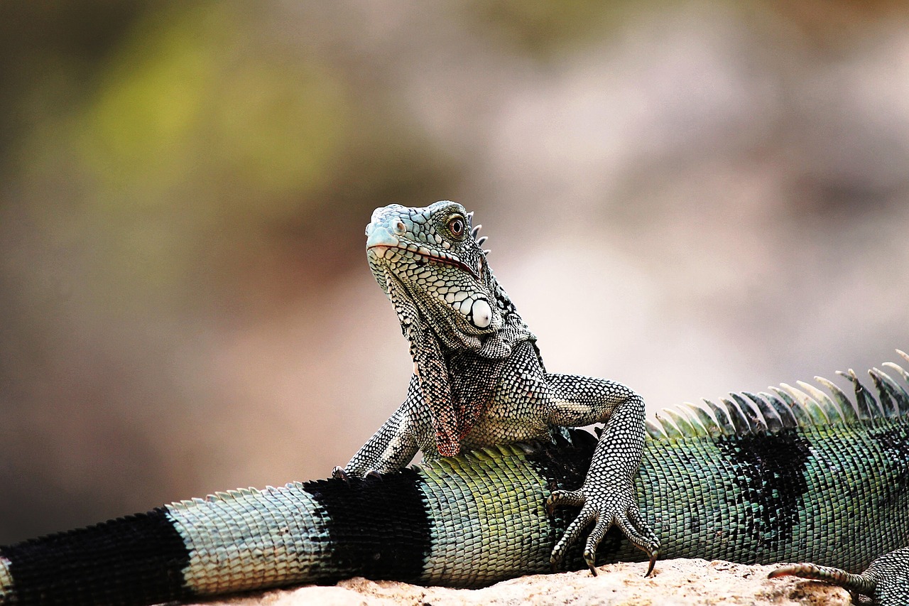 iguana curaçao nature free photo