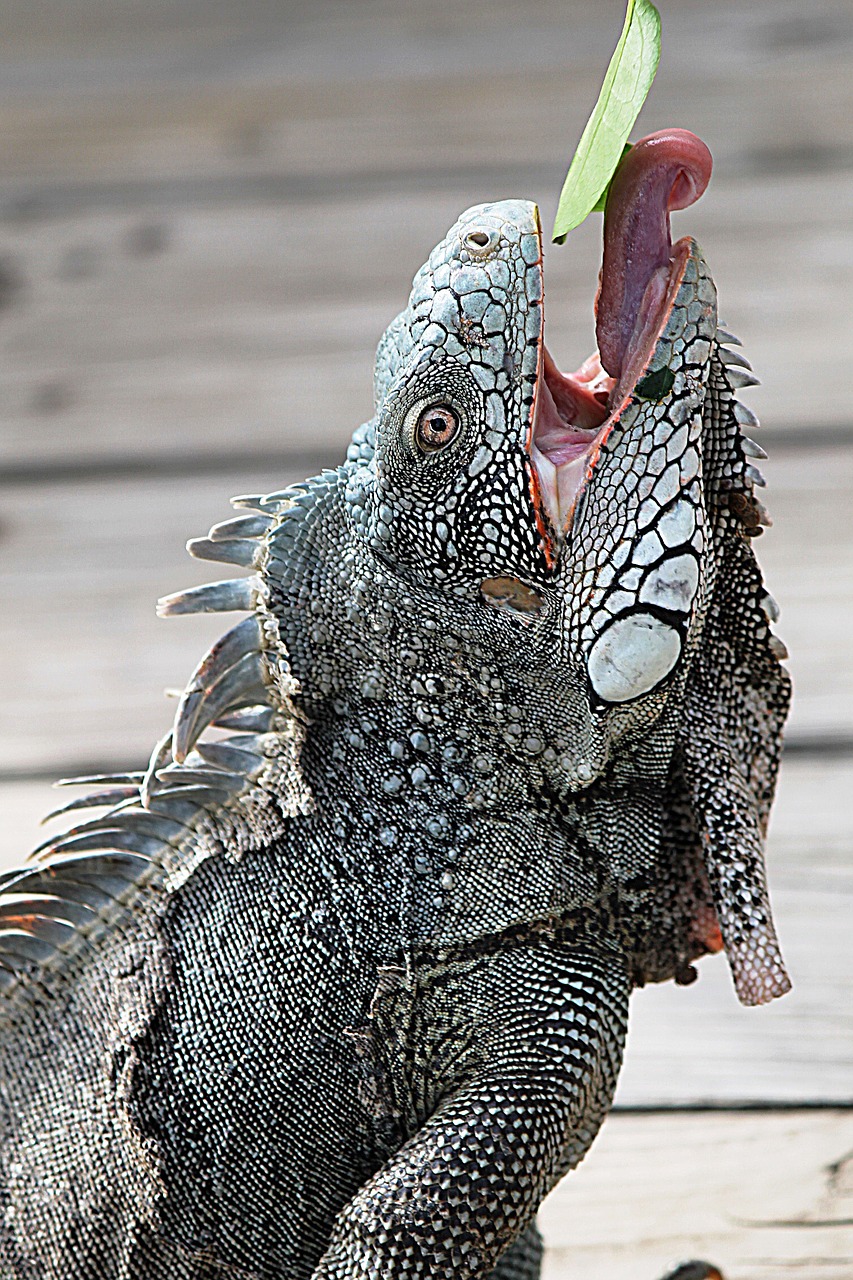 iguana curaçao nature free photo