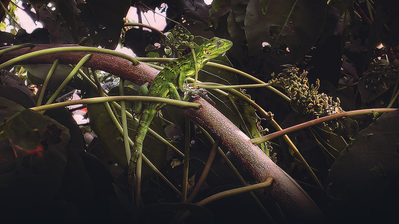 iguana animal lizard free photo