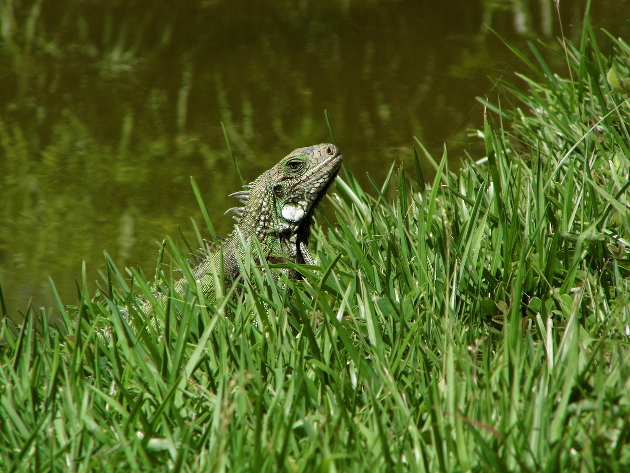 iguana nature reptile free photo