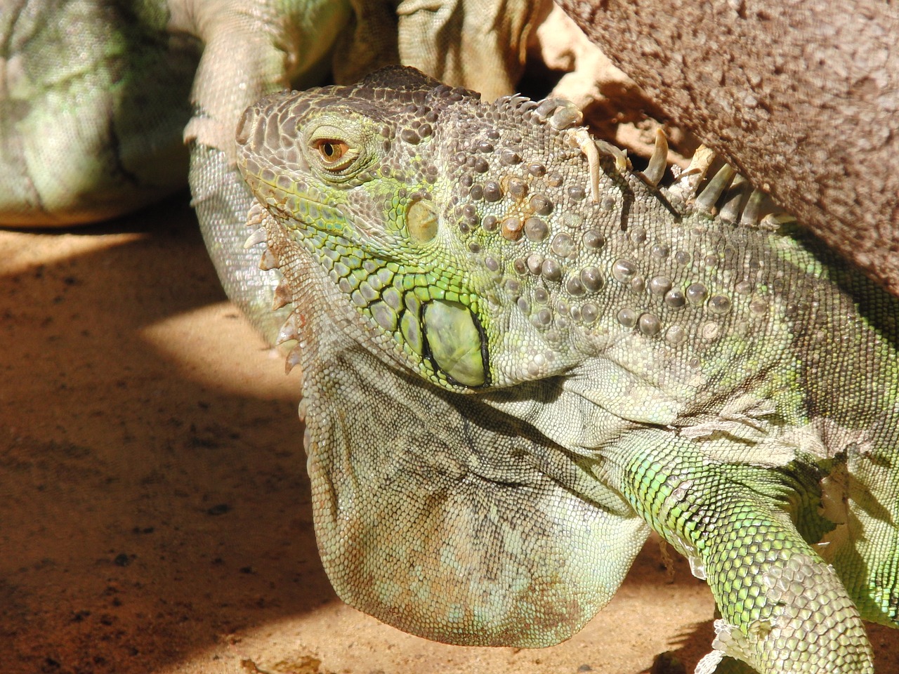 iguana lizard dragon free photo