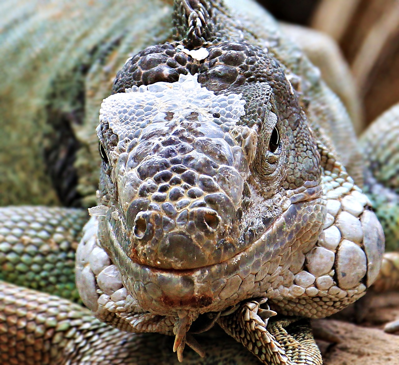 iguana reptile zoo free photo