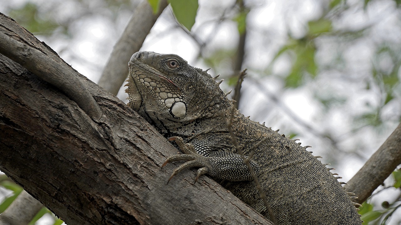 iguana tree nature free photo