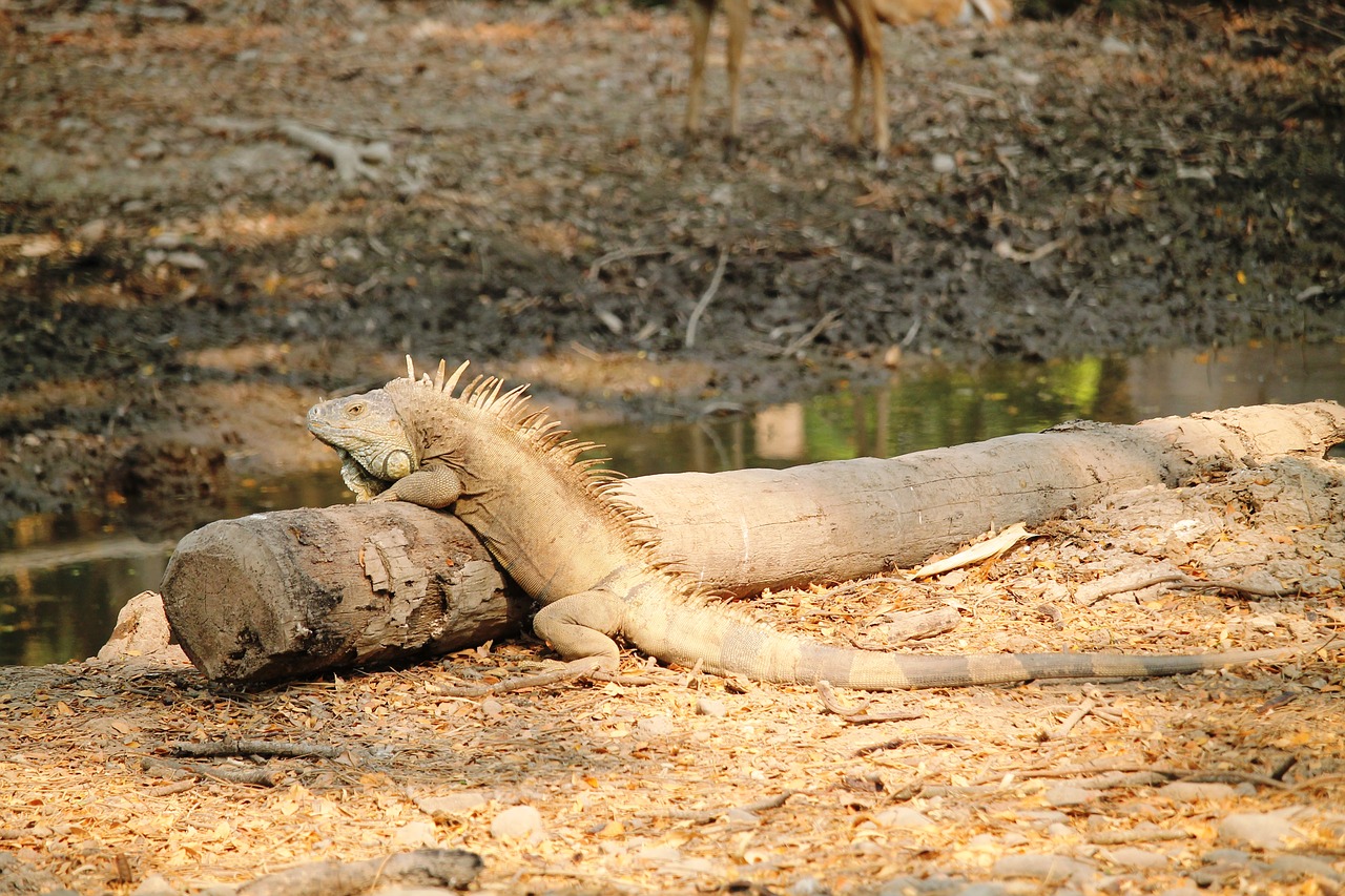 iguana reptile animal free photo