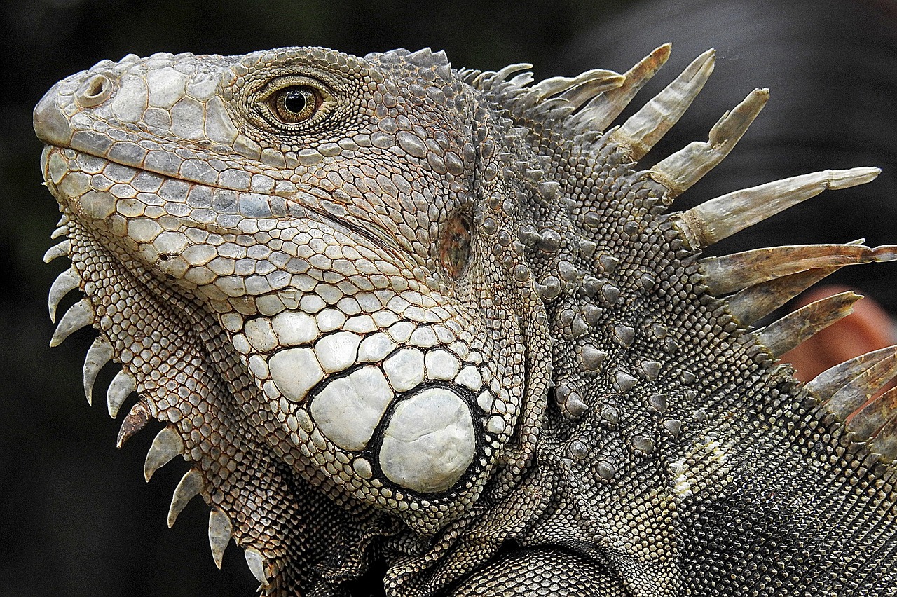 iguana portrait profile free photo