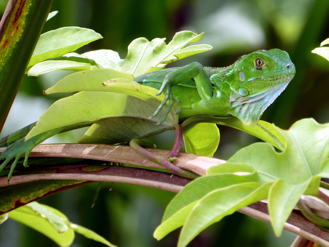 iguana young green free photo