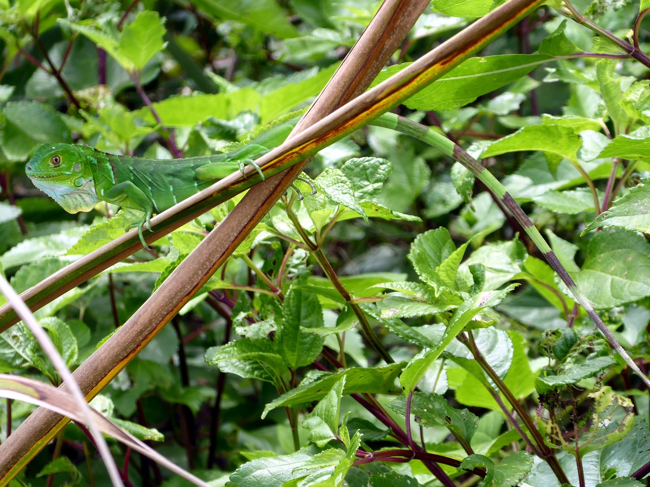 iguana young green free photo